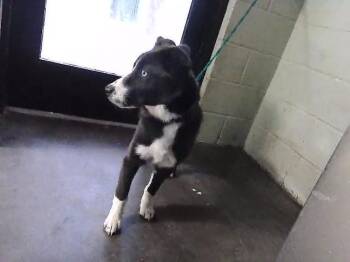 Border Collie and Mixed Breed Dogs Available for Adoption in Tulsa, Oklahoma - COOL WHIP | PetCurious