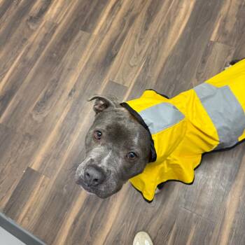 Mixed Breed Dogs Available for Adoption - Maurice | PetCurious