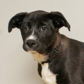 Australian Shepherd and Terrier Dogs Available for Adoption in Minnetonka, Minnesota - Severus D68963 | PetCurious