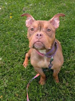 Boxer Dogs Available for Adoption in Renfrew, Pennsylvania - Little Bean | PetCurious