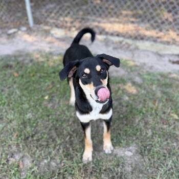 Sista Girl -  Carolina Dog and Mixed Breed Dog for Adoption in Carencro, Louisiana - Sista Girl | PetCurious