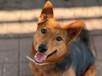 Catahoula Leopard Dog and Mixed Breed Dogs Available for Adoption - ROSE | PetCurious