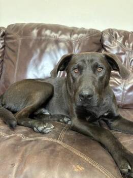 Dax -  Labrador Retriever Dog for Adoption in Redmond, Oregon - Dax | PetCurious