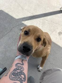 Ra -  Labrador Retriever Dog for Adoption in Ashland, Virginia - Ra | PetCurious