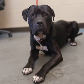 Rescue Mixed Breed Dogs for Adoption in Memphis, Tennessee - Grover | PetCurious