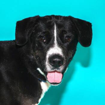 Rescue Labrador Retriever Dogs for Adoption - Huff | PetCurious