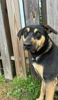 Shepherd Dogs Available for Adoption - Bambi | PetCurious