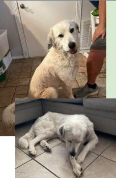 Great Pyrenees Dogs Available for Adoption in Boulder, Colorado - Lucille | PetCurious