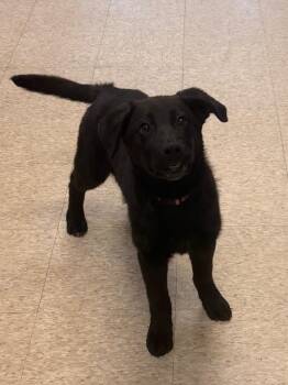 German Shepherd Dog and Labrador Retriever Dogs Available for Adoption in Heber City, Utah - M.J. | PetCurious