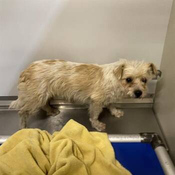 STEWART -  Norfolk Terrier and Mixed Breed Dog for Adoption in Modesto, California - STEWART | PetCurious
