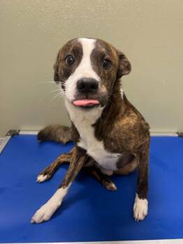 Mixed Breed Dogs Available for Adoption in Davenport, Iowa - Rocky | PetCurious