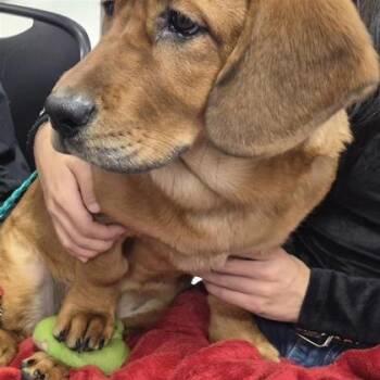 Strawberry -  Retriever and Mixed Breed Dog for Adoption in Tacoma, Washington - Strawberry | PetCurious