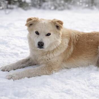 Golden Retriever and Shepherd Dogs Available for Adoption - Swerve | PetCurious