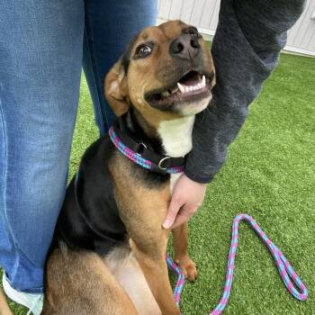 Mixed Breed Dogs Available for Adoption in Bedford, New Hampshire - Linda | PetCurious
