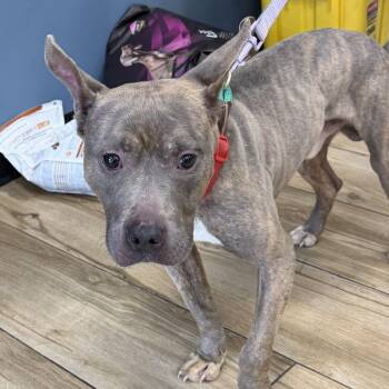 Mixed Breed Dogs Available for Adoption in Newark, New Jersey - Salem | PetCurious