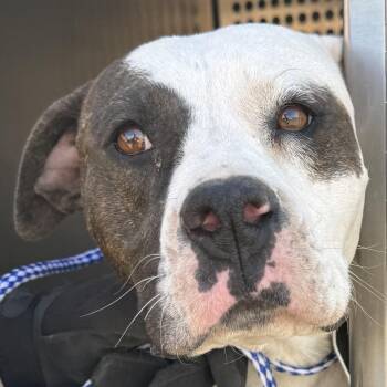 Mixed Breed Dogs Available for Adoption in Las Cruces, New Mexico - 105979 | PetCurious