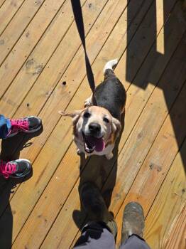 Beagle Dogs Available for Adoption - Judy | PetCurious