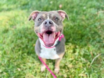 CLARK -  Pit Bull Terrier Dog for Adoption in Charlotte, North Carolina - CLARK | PetCurious