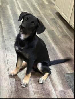 Woody -  Labrador Retriever and German Shepherd Dog Dog for Adoption in Monticello, Minnesota - Woody | PetCurious