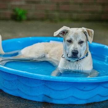 Jack -  Yellow Labrador Retriever Dog for Adoption in Bartlett, Tennessee - Jack | PetCurious