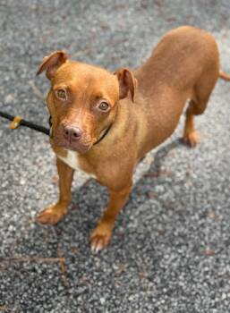 Rescue Mixed Breed Dogs for Adoption in Sumter, South Carolina - Ginger | PetCurious