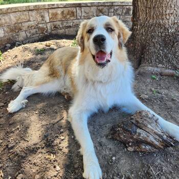 Rescue Great Pyrenees Dogs for Adoption in Killeen, Texas - Birdie | PetCurious