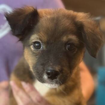 Rescue Mixed Breed Dogs for Adoption in Quincy, Florida - Georgia 2 | PetCurious