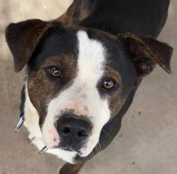 Australian Shepherd Dogs Available for Adoption - BUTCH | PetCurious