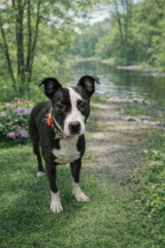 Pit Bull Terrier Dogs Available for Adoption - Luigi | PetCurious