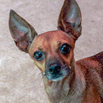 Bella -  Miniature Pinscher and Chihuahua Dog for Adoption in Phoenix, Arizona - Bella | PetCurious