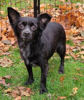 Rescue Pomeranian and Chihuahua Dogs for Adoption in Mullica, New Jersey - Jan | PetCurious