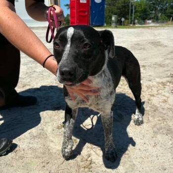 Rodeo -  Terrier Dog for Adoption in Springfield, Georgia - Rodeo | PetCurious
