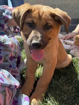 Timone -  Shepherd Dog Available for Adoption in Pagosa Springs, Colorado - Timone | PetCurious