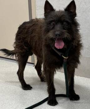 Terrier and Mixed Breed Dogs Available for Adoption in Honolulu, Hawaii - Tojo | PetCurious