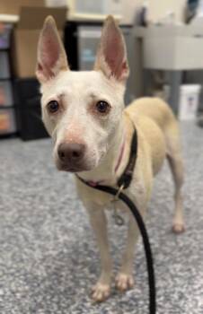 Hazel -  Mixed Breed Dog for Adoption in Bemidji, Minnesota - Hazel | PetCurious