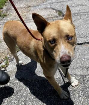 XANDER -  Siberian Husky and German Shepherd Dog Dog for Adoption in Fort Myers, Florida - XANDER | PetCurious