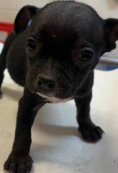 TOOTSIE -  Chihuahua Dog for Adoption in Elizabethton, Tennessee - TOOTSIE | PetCurious