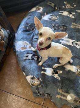 Blanca -  Chihuahua Dog for Adoption in Polson, Montana - Blanca | PetCurious