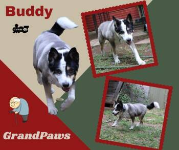 Border Collie and Australian Cattle Dog Blue Heeler Dogs Available for Adoption in Lindsay, California - Buddy (GrandPaws0 | PetCurious