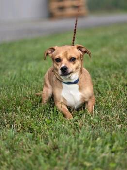 Toto -  Chihuahua and Beagle Dog for Adoption in Huntington, Indiana - Toto | PetCurious