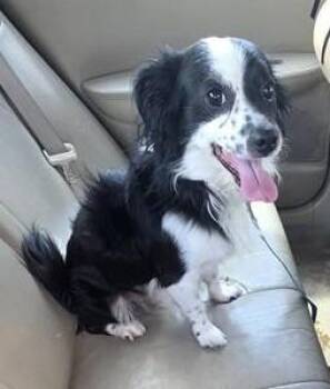 JACOB -  Terrier Dog for Adoption in San Antonio, Texas - JACOB | PetCurious