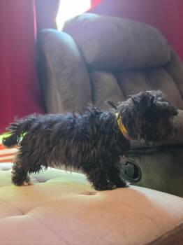 Max -  Havanese Dog Available for Adoption in Semmes, Alabama - Max | PetCurious