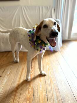 Treeing Walker Coonhound Dogs Available for Adoption - Delilah | PetCurious