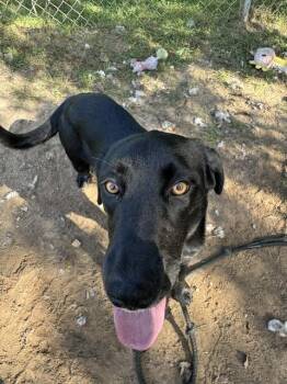 Lucy -  Labrador Retriever Dog for Adoption in Kalamazoo, Michigan - Lucy | PetCurious