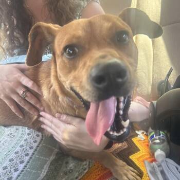 Copper -  Dachshund and Terrier Dog for Adoption in Greensboro, North Carolina - Copper | PetCurious