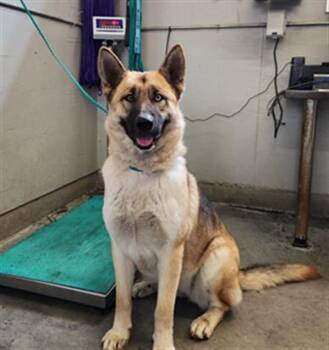 Rescue German Shepherd Dog and Siberian Husky Dogs for Adoption in Camarillo, California - TITUS | PetCurious