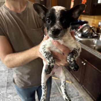 Finley -  Australian Cattle Dog Blue Heeler and French Bulldog Dog for Adoption in Riverwoods, Illinois - Finley | PetCurious