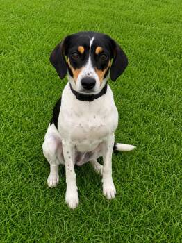 Samson -  Hound Dog for Adoption in Wabash, Indiana - Samson | PetCurious