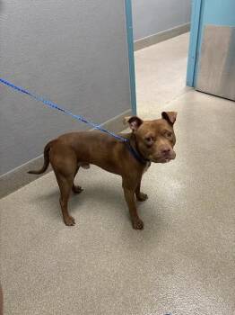 CHICO -  Pit Bull Terrier Dog for Adoption in Las Vegas, Nevada - CHICO | PetCurious