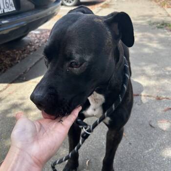 Pit Bull Terrier Dogs Available for Adoption in Oakland, California - Saratoga | PetCurious
